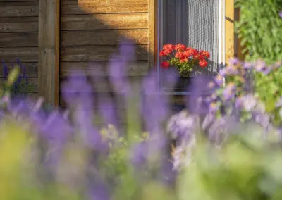 Holzhausfassade mit Fenster; rote Geranien im Blumenkasten, unscharfe lila Blumen im Vordergrund.